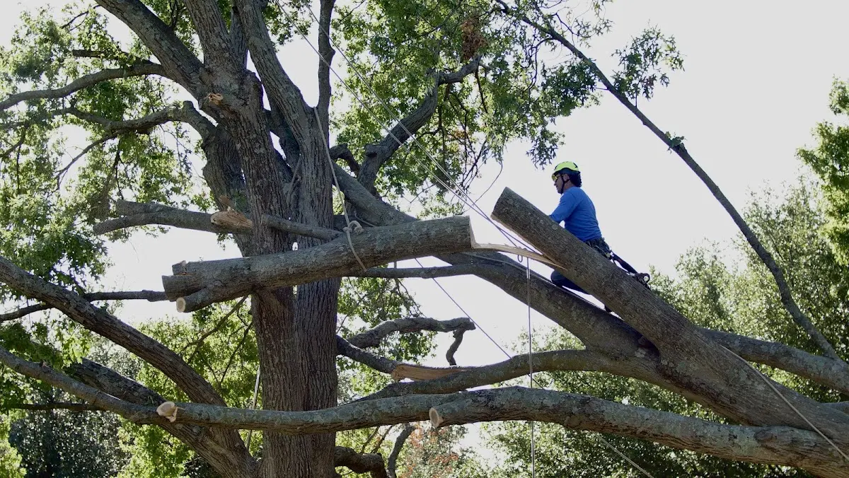 Professional Crown Thinning performed by certified arborists in Edgemont
