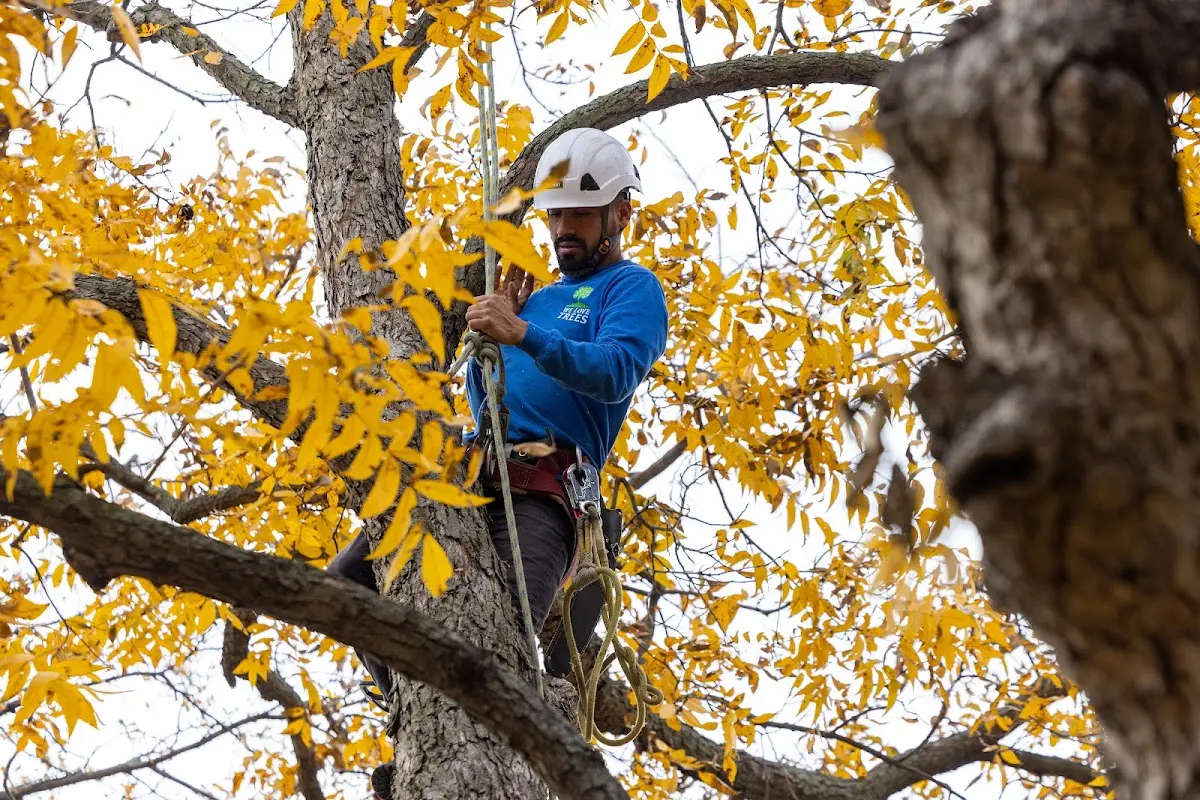 Skilled Storm Damage Cleanup crew working in Edgemont
