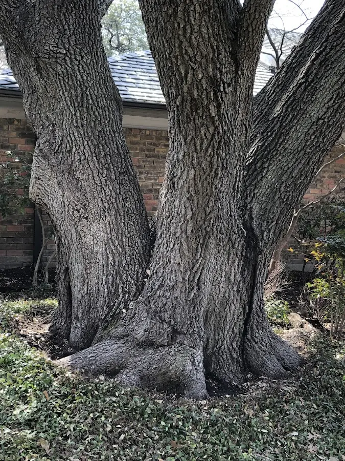 Mature heritage tree close to a Edgemont property cared for by certified arborists